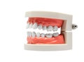 Teeth model use tosuggestions for the dental care of people in the hospital and clinic and dental school, dental care concept. Royalty Free Stock Photo