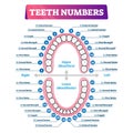 Teeth numbers oral cavity scheme