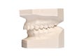 Teeth plaster casting isolating on white