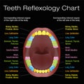 Teeth Reflexology Alternative Dental Health Chart