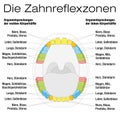 Teeth Reflexology Analogy Chart German