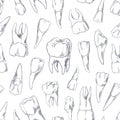 Teeth sketch pattern. Seamless print of hand drawn human tooth collection. Dentist vintage graphic. Fangs and molars