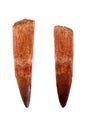 Teeth of spinosaurus