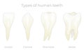 Teeth types vector illustration. Various healthy human tooth collection. Anatomical incisor, canine, premolar and molar Royalty Free Stock Photo