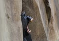 Teeth on a Western Lowland Gorilla