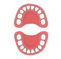 Teething Chart : A baby`s teeth. Royalty Free Stock Photo
