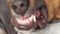 teeths tooth of fierce dog close up Royalty Free Stock Photo