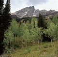 Teewinot Mountain and aspens from Moose Ponds Trail, Grand Teton National Park, Wyoming