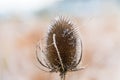 Teezle, thistle head Royalty Free Stock Photo