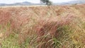 Teff crops planted in rows Hatsebo, Axum