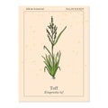 Teff Eragrostis tef , or Williams lovegrass, or annual bunch grass, cereal crop Royalty Free Stock Photo