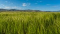 Teff field Royalty Free Stock Photo