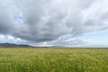 Teff field Royalty Free Stock Photo