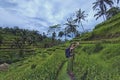 Tegalalang, Bali - November 24th, 2017: A female tourist taking a selfie with Tegalalang paddy fiels as the background. Tegalalang