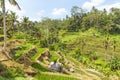 Tegalalang rice paddys in Ubud Royalty Free Stock Photo
