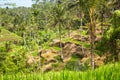 Tegalalang rice paddys in Ubud Royalty Free Stock Photo