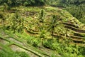 Tegalalang Rice Terrace Royalty Free Stock Photo