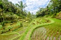 Tegalalang Rice Terraces,bali 7 Royalty Free Stock Photo