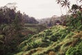 Tegalalang rice terrace fields in morning sunrise, Ubud, Bali, Indonesia. Royalty Free Stock Photo