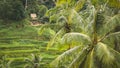 Tegalalang Rice Terrace Fields and some Palm Trees Around, Ubud, Bali, Indonesia Royalty Free Stock Photo