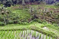 Tegalalang Rice Terrace, Ubud, Bali