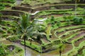 Tegalalang Rice Terraces Royalty Free Stock Photo