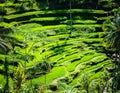 Tegalalang rice terraces in Bali, Indonesia Royalty Free Stock Photo