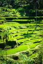 Tegalalang rice terraces in Bali, Indonesia Royalty Free Stock Photo