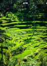 Tegalalang rice terraces in Bali, Indonesia Royalty Free Stock Photo