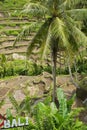 View of Tegalalang Rice Terraces Bali, Indonesia Royalty Free Stock Photo