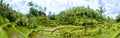 Tegalalang Rice Terraces,bali 8 Royalty Free Stock Photo