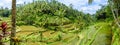 Tegalalang Rice Terraces,bali 2 Royalty Free Stock Photo