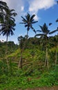 Tegalalang rice terraces Royalty Free Stock Photo