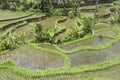 Tegalalang rice terraces near Ubud, Bali