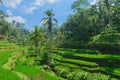 Tegalalang rice terraces, sunny day and green jungles in Ubud, Bali Royalty Free Stock Photo