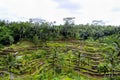 Tegalalang Rice Terraces Royalty Free Stock Photo