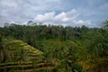 Tegalalang Rice Terraces, Ubud Bali