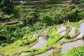 Tegalalang rice terraces in Ubud, Bali