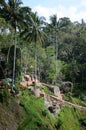 Tegalalang rice terraces in Ubud, Bali