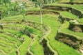Tegalalang Rice Terraces in Ubud, Bali, Indonesia
