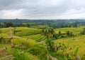 Tegalalang rice terraces 2 Royalty Free Stock Photo