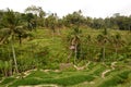 Rice paddies. Tegallalang. Gianyar regency. Bali. Indonesia