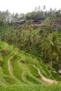 Rice terraces. Tegallalang. Gianyar regency. Bali. Indonesia