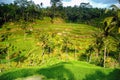 Tegallalang rice fields,  Bali Royalty Free Stock Photo
