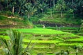 Tegallalang rice fields,  Bali Royalty Free Stock Photo