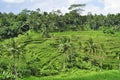 Tegallalang rice fields in Bali, Indonesia Royalty Free Stock Photo