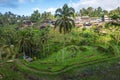 Tegallalang Rice Terrace in ubud, bali, indonesia Royalty Free Stock Photo