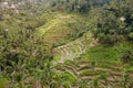 Tegallalang rice terrace in Ubud, Bali, Indonesia Royalty Free Stock Photo