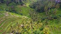 Tegallalang Rice Terrace in Ubud, Bali. Royalty Free Stock Photo