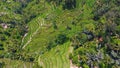 Tegallalang Rice Terrace in Ubud, Bali. Royalty Free Stock Photo